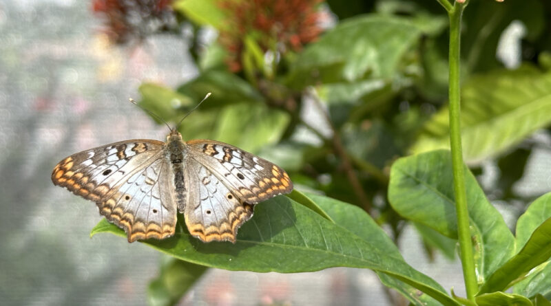 butterfly landing whitepeacock2