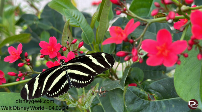 butterfly landing zebralongwing