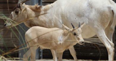 Disney celebrates Mother’s Day with the birth of Julien, a rare critically endangered addax. Julien is the first calf for his mother, Juniper and will soon join the herd at Disney’s Animal Kingdom Lodge at Walt Disney World Resort in Lake Buena Vista, Fla. (Landon McReynolds, photographer)