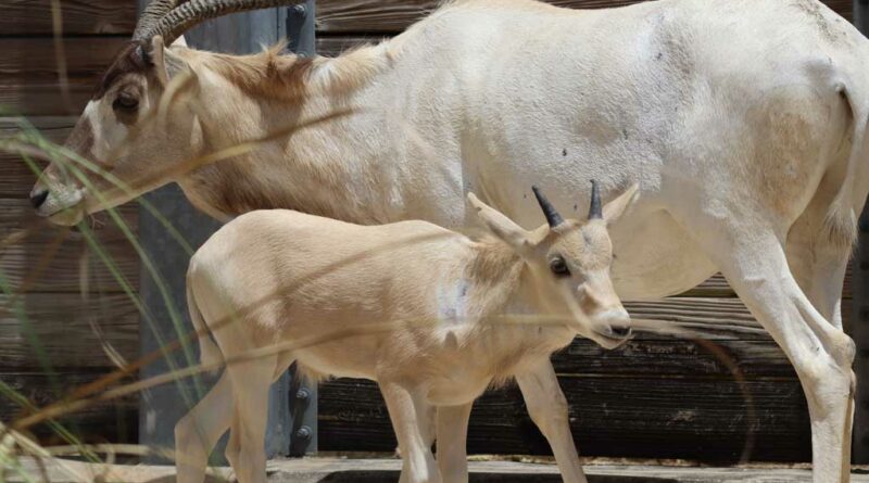 Disney celebrates Mother’s Day with the birth of Julien, a rare critically endangered addax. Julien is the first calf for his mother, Juniper and will soon join the herd at Disney’s Animal Kingdom Lodge at Walt Disney World Resort in Lake Buena Vista, Fla. (Landon McReynolds, photographer)