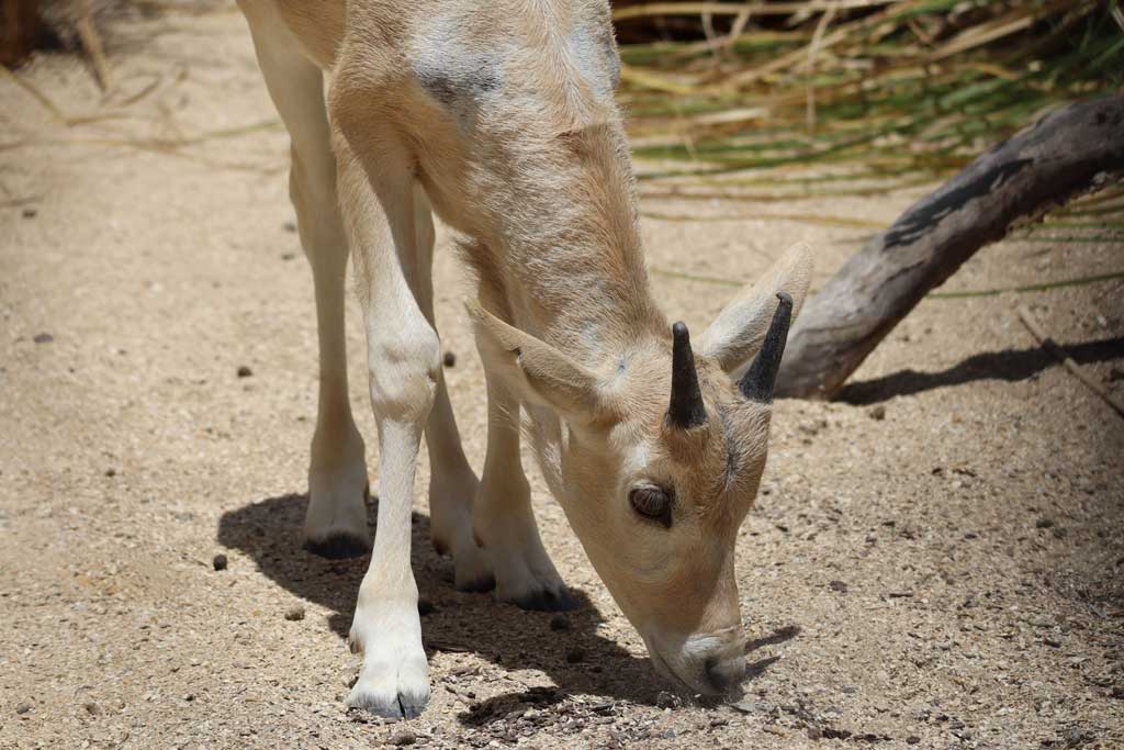 Disney celebrates Mother’s Day with the birth of Julien, a rare critically endangered addax. Julien is the first calf for his mother, Juniper and will soon join the herd at Disney’s Animal Kingdom Lodge at Walt Disney World Resort in Lake Buena Vista, Fla. (Landon McReynolds, photographer)