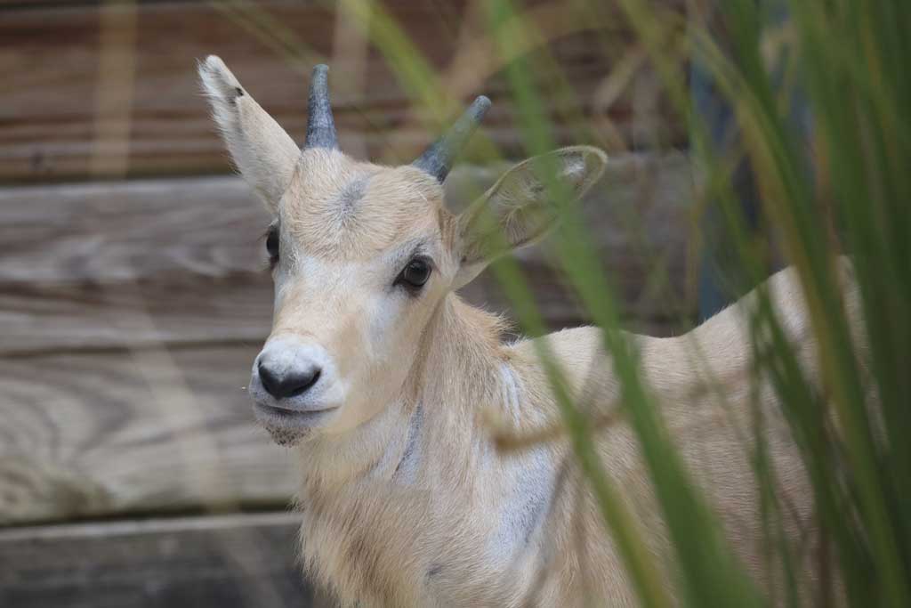 Disney celebrates Mother’s Day with the birth of Julien, a rare critically endangered addax. Julien is the first calf for his mother, Juniper and will soon join the herd at Disney’s Animal Kingdom Lodge at Walt Disney World Resort in Lake Buena Vista, Fla. (Landon McReynolds, photographer)