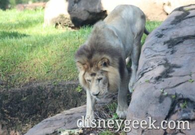 Pictures: Morning at Disney’s Animal Kingdom (5/4/24)