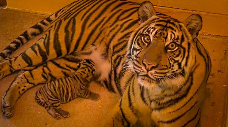 Tiger Birth Photo 767x428 1