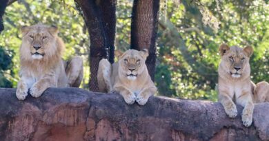 New Pride of Lions On Kilimanjaro Safari at Disney's Animal Kingdom