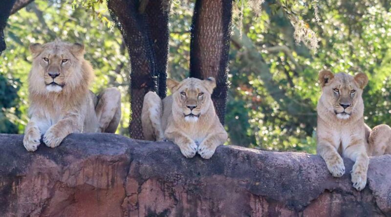 New Pride of Lions On Kilimanjaro Safari at Disney's Animal Kingdom