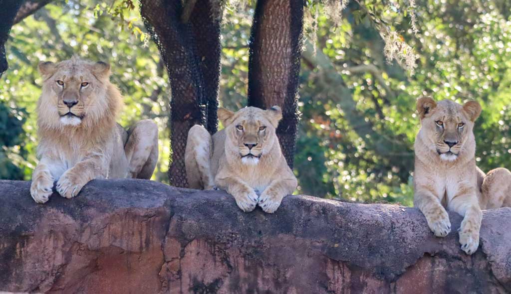 New Pride of Lions On Kilimanjaro Safari at Disney's Animal Kingdom