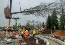 Trees Arriving for Adventure Way at Disneyland Paris