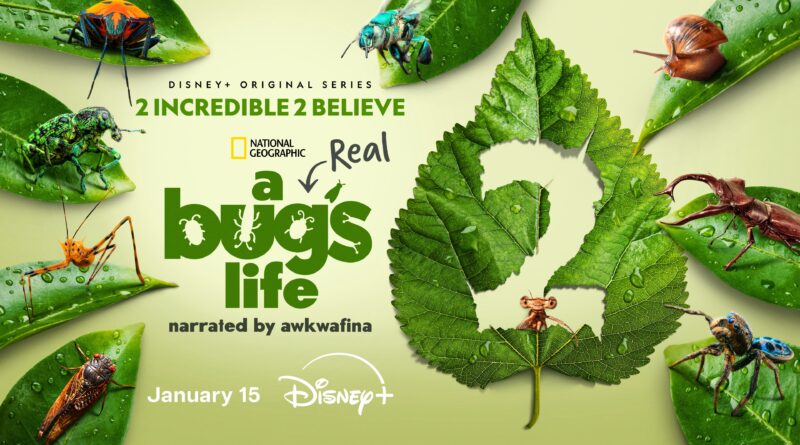 A Real Bug's Life - Season 2