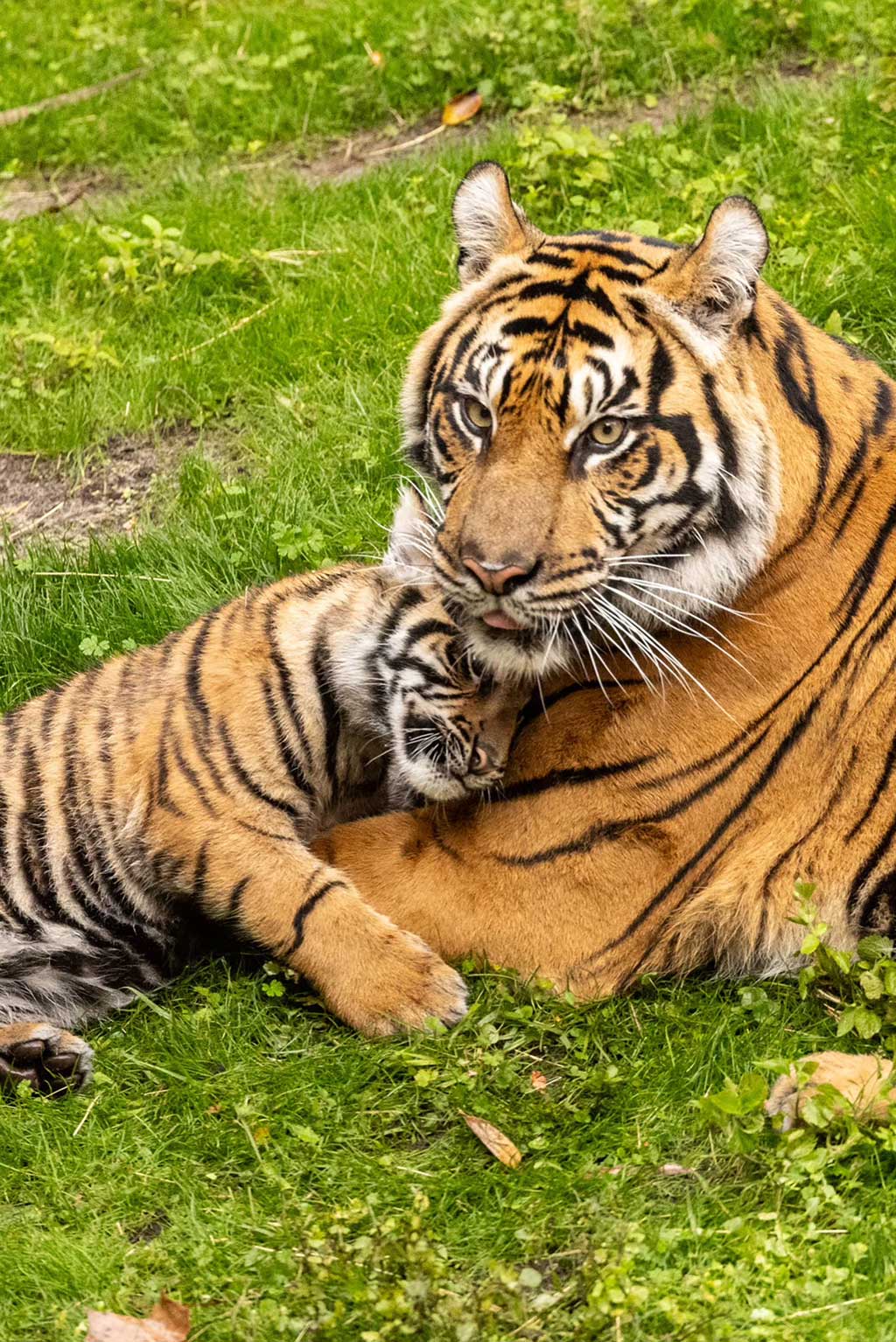 Bakso, a Sumatran tiger cub born at the park in Sep. 2024, has made his official onstage debut on Maharajah Jungle Trek at Disney's Animal Kingdom Theme Park. Guests can now visit the trek to watch him continue to grow alongside his mom, Sohni. (Olga Thompson, Photographer)