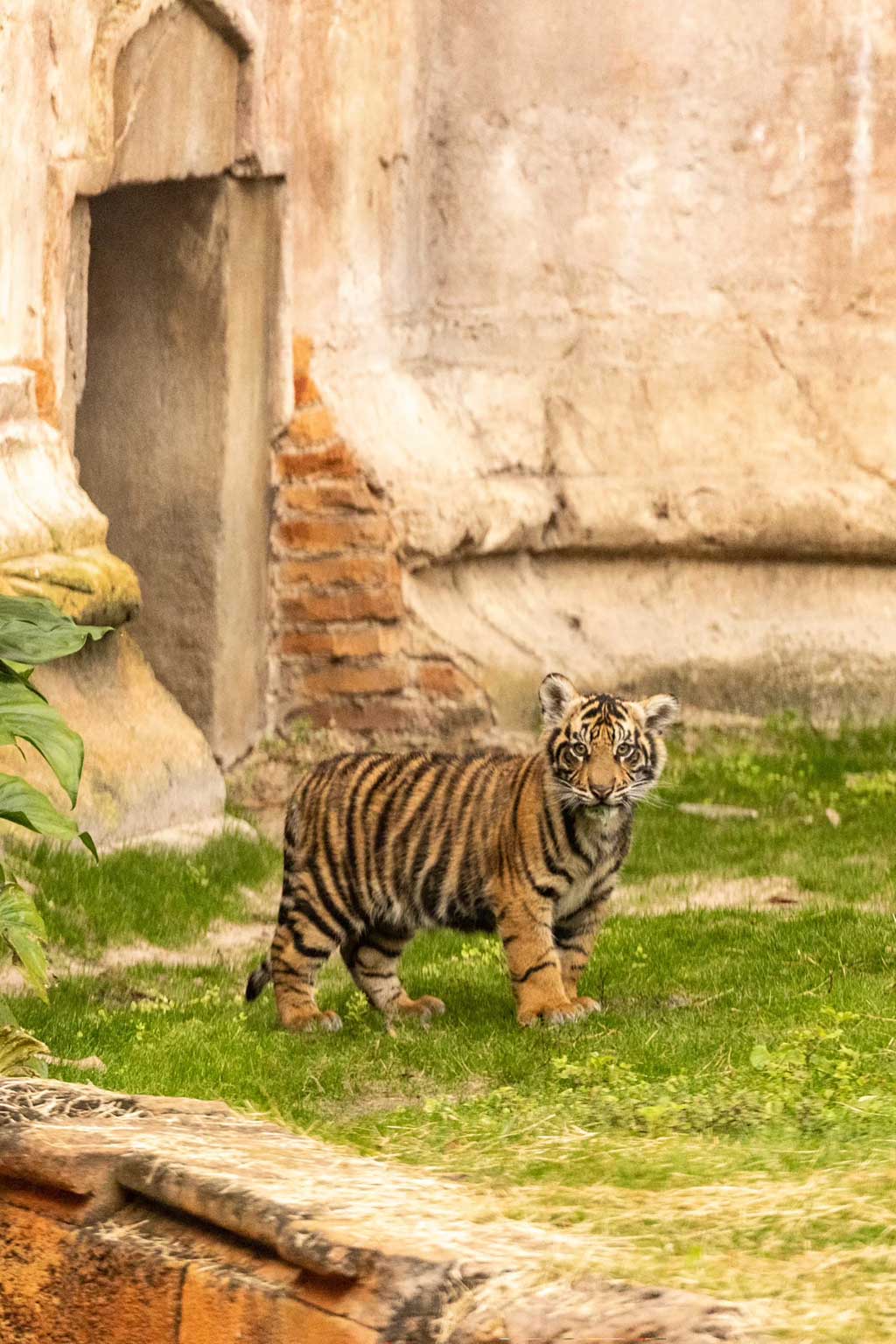 Bakso, a Sumatran tiger cub born at the park in Sep. 2024, has made his official onstage debut on Maharajah Jungle Trek at Disney's Animal Kingdom Theme Park. Guests can now visit the trek to watch him continue to grow alongside his mom, Sohni. (Olga Thompson, Photographer)