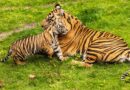 Bakso, a Sumatran tiger cub born at the park in Sep. 2024, has made his official onstage debut on Maharajah Jungle Trek at Disney's Animal Kingdom Theme Park. Guests can now visit the trek to watch him continue to grow alongside his mom, Sohni. (Olga Thompson, Photographer)