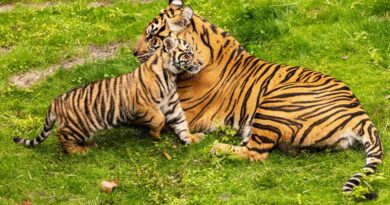 Bakso, a Sumatran tiger cub born at the park in Sep. 2024, has made his official onstage debut on Maharajah Jungle Trek at Disney's Animal Kingdom Theme Park. Guests can now visit the trek to watch him continue to grow alongside his mom, Sohni. (Olga Thompson, Photographer)