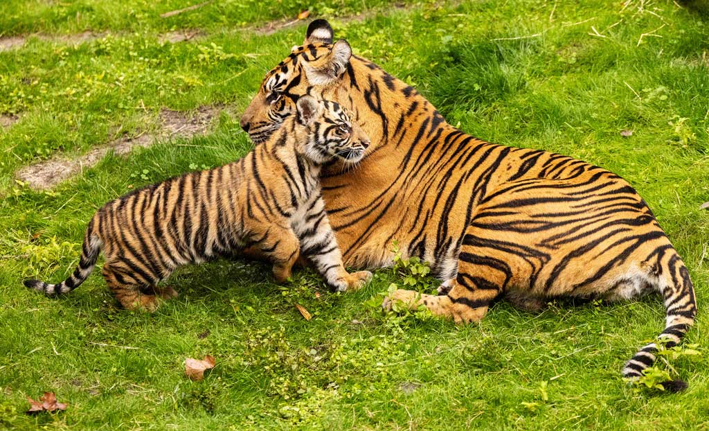 Bakso, a Sumatran tiger cub born at the park in Sep. 2024, has made his official onstage debut on Maharajah Jungle Trek at Disney's Animal Kingdom Theme Park. Guests can now visit the trek to watch him continue to grow alongside his mom, Sohni. (Olga Thompson, Photographer)