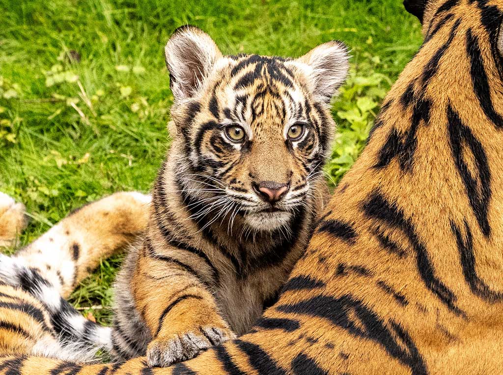 Bakso, a Sumatran tiger cub born at the park in Sep. 2024, has made his official onstage debut on Maharajah Jungle Trek at Disney's Animal Kingdom Theme Park. Guests can now visit the trek to watch him continue to grow alongside his mom, Sohni. (Olga Thompson, Photographer)