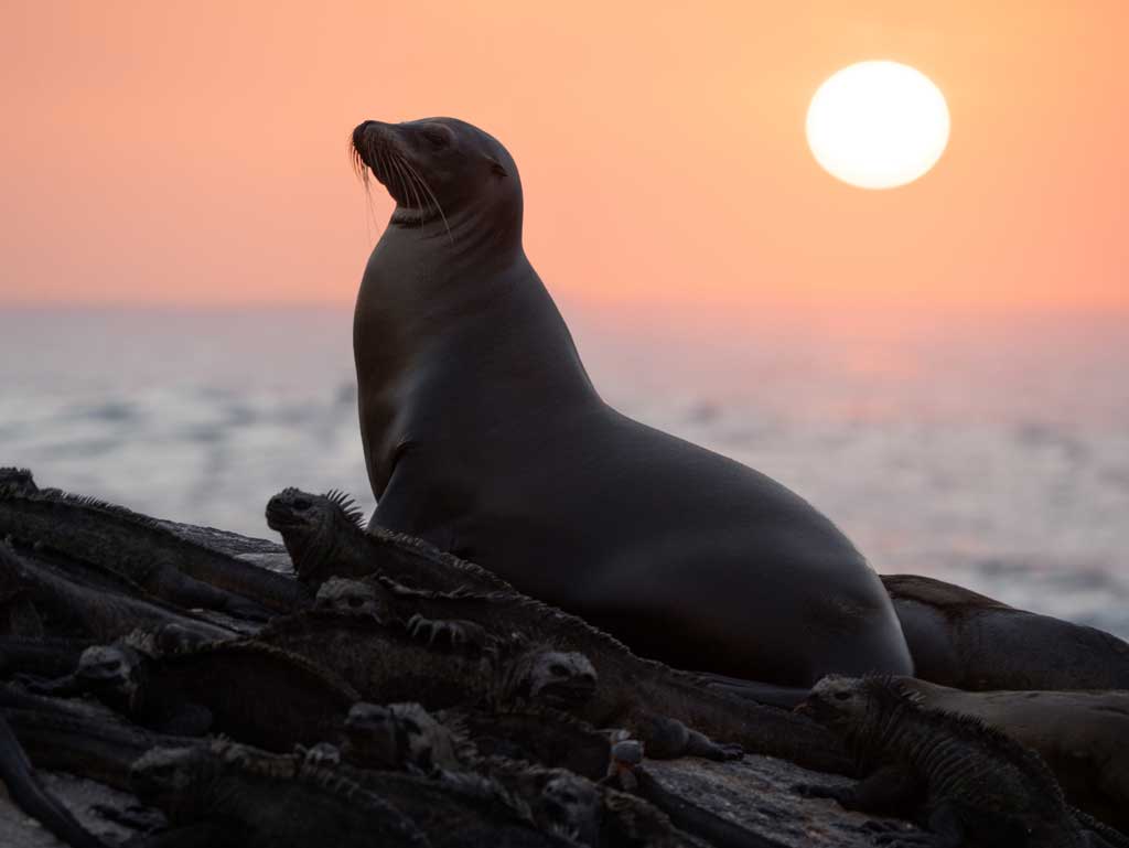 Disneynature’s “Sea Lions of the Galapagos,”