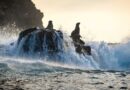 Disneynature’s “Sea Lions of the Galapagos,”