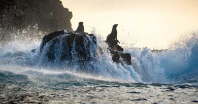 Disneynature’s “Sea Lions of the Galapagos,”