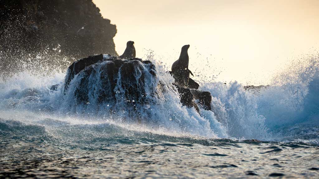 Disneynature’s “Sea Lions of the Galapagos,”